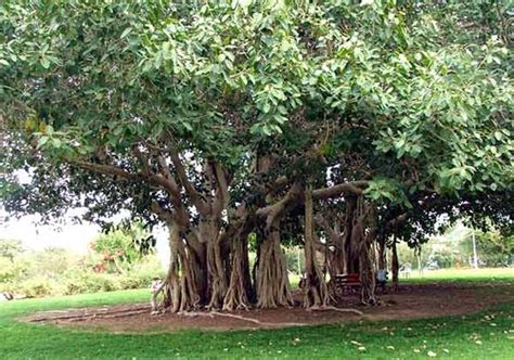 Vadodara Corporation Plants Banyan Fig Trees Names It Oxygen Park