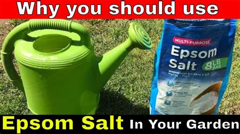Why You Should Use Epsom Salt In Your Garden And How Youtube Epsom