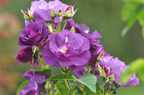 14 Floribunda Roses for Your Flower Garden