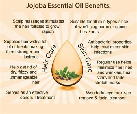 Jojoba Oil A Blessing Of Nature For Getting Gorgeous Skin