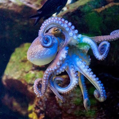 Deep Sea Creatures Beautiful Sea Creatures Animals Beautiful Octopus
