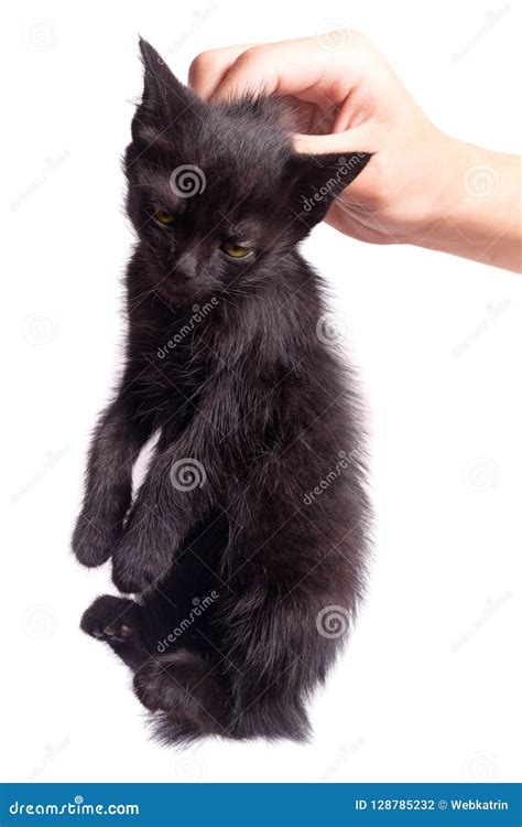 Holds A Black Unfortunate Kitten Of People By The Scruff Stock Photo