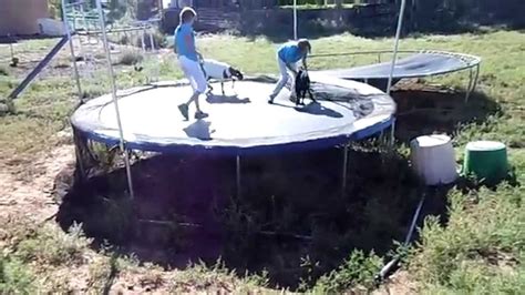 Miniature Goats Playing On The Trampoline Youtube