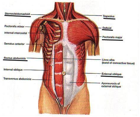 Musculos Abdomen Images