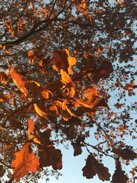 Free Images Branch Flower Autumn Season Maple Tree Maple Leaf