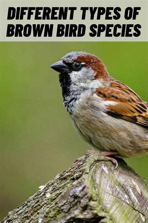 18 Types Of Brown Birds In North America With Pictures