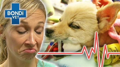 Decision Time As Paralysed Pup Clings To Life Support 💔 Bondi Vet