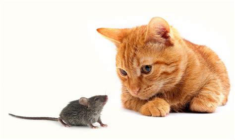Dreaming about a cat catching a mouse or bird is auspicious and it implies your opponents will fight like kilkenny cats and you can gain the benefit without doing anything. A Cat is the Best Natural Mouse Deterrent - How to Get Rid ...