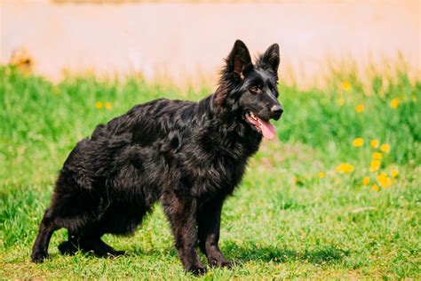 Beautiful Young Black German Shepherd Dog 5uskn8a German Shepherds Owner