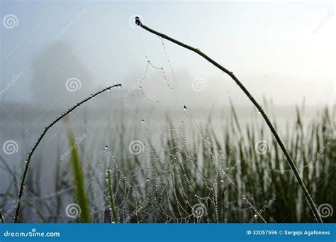 Cobweb With The Morning Dew Stock Photo Image Of Bank Horizon 32057596