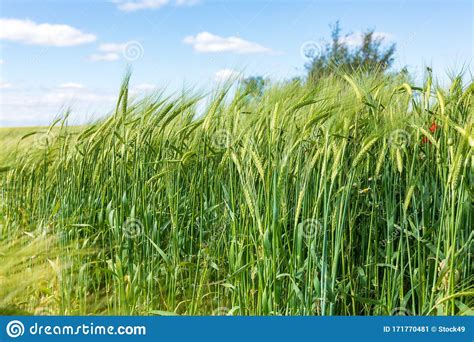 Beautiful Field Of Cereals Wheat Barley Oats Green On A Sunny Spring