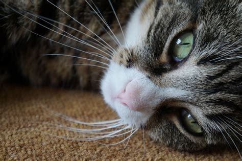 Why Do Cats Meow Understand The Behavior