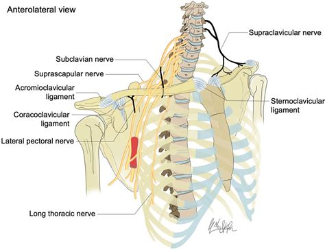 Innervation Of The Clavicle A Cadaveric Investigation Regional