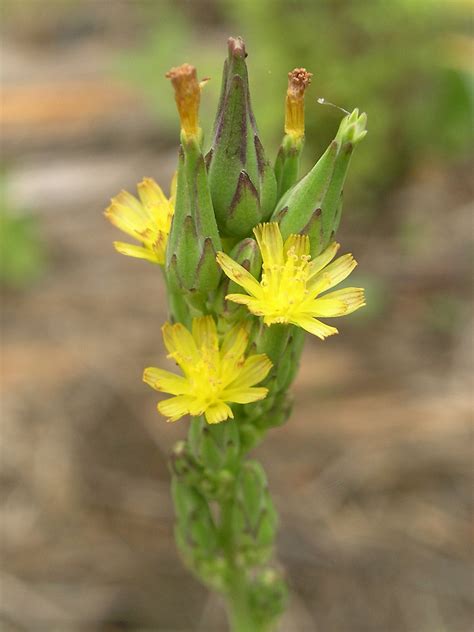 Lactuca Canadensis Tall Lettuce Go Botany