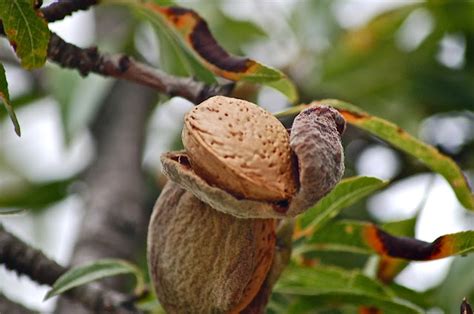 Almond Tree How To Grow An Almond Tree In Your Backyard A Beginners