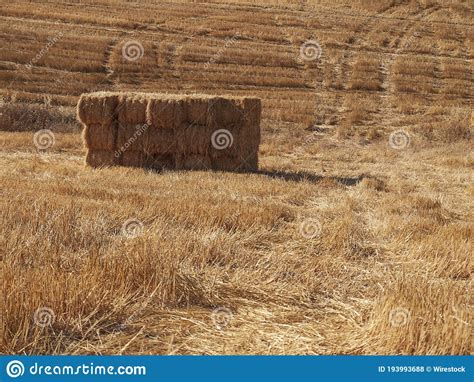 Agricultural Farm Captured On A Sunny Day Stock Photo Image Of Growth