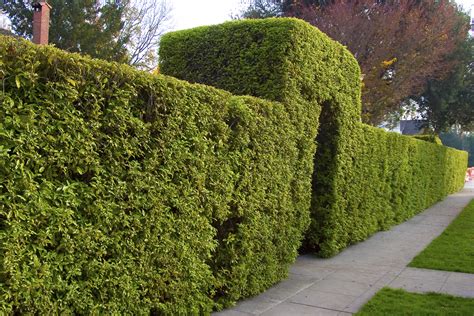 Shrubs Trees For Privacy
