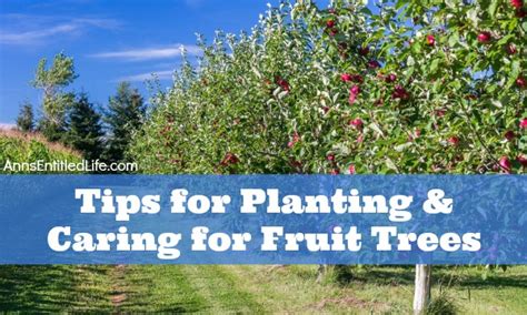 Tips For Planting And Caring For Fruit Trees