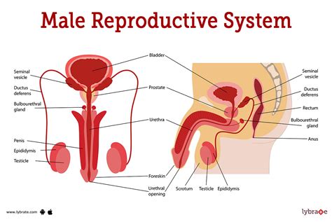 Human Reproductive System Diagram Male