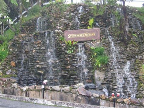 Orang asli settlement and mossy forest are also worth visiting. Strawberry park @ cameron highland | Cameron highlands ...