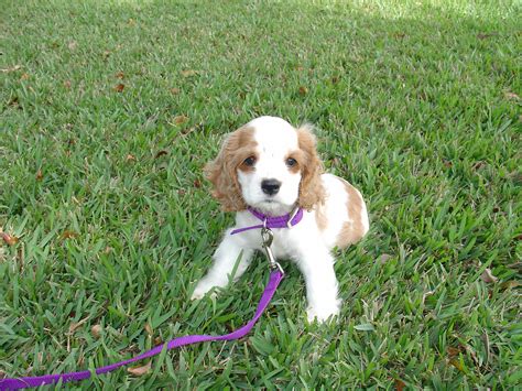 Dosya:AMERICAN COCKER SPANIEL PUPPY 7 WEEKS.jpg - Vikipedi