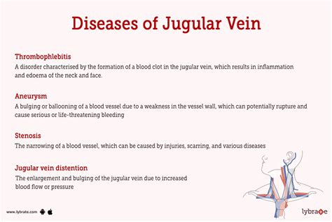 Jugular Vein Human Anatomy Image Functions Diseases And Treatments