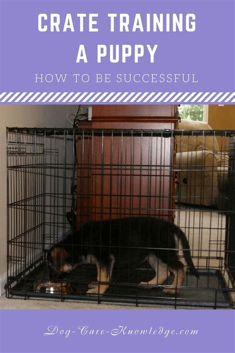 How To Train Your Dog To Use A Kennel