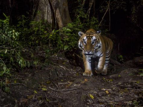 What Can Camera Traps Tell Us About Tigers And Their Homes Stories WWF
