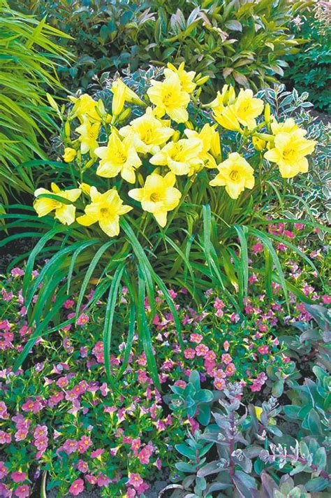 Perennial Flowers That Bloom All Summer Long Garden Design Ideas