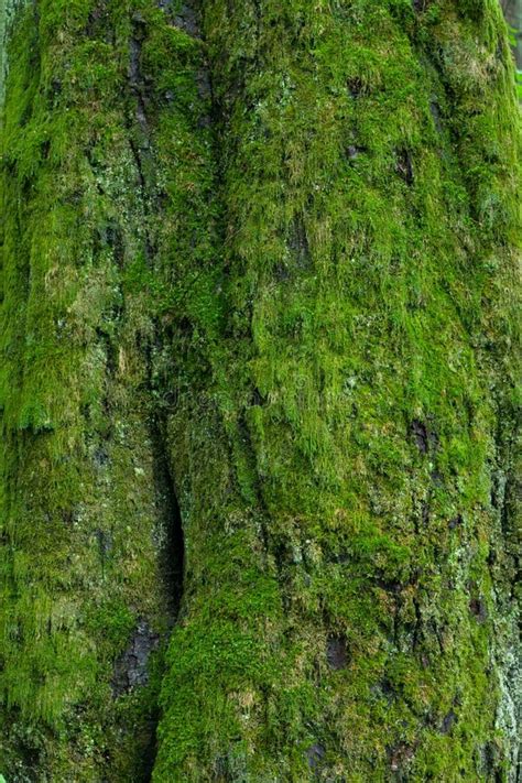 Linden Tree Bark Moss Covered Stock Image Image Of Bark Mossy 20154915