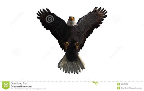 Bald Eagle In Fly White Background Stock Photo Image