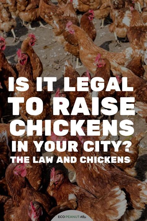 can i have chickens in my town the ultimate guide city chicken chickens raising backyard