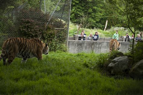 Dartmoor Zoo 42 Deathbedlaura Flickr