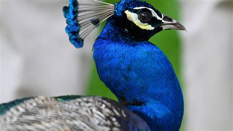 Can Peacocks Fly The Surprising Truth 2023