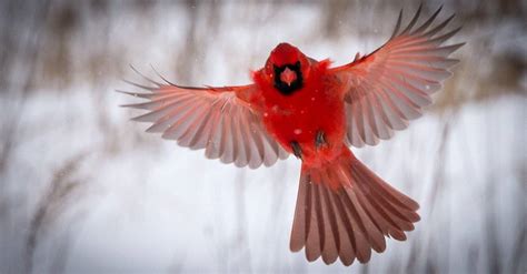 Male Vs Female Northern Cardinal What Are The Differences Az Animals