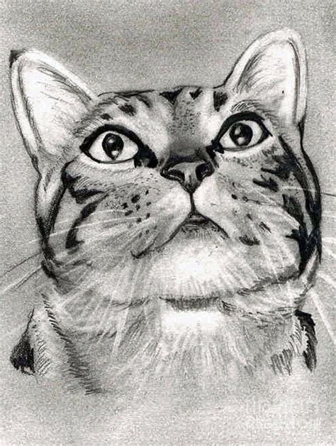 Cat Drawing Simple Realistic Aleya Wallpaper