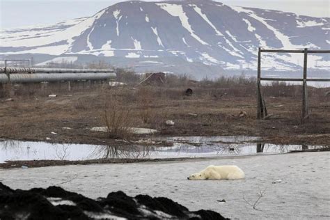 exhausted polar bear wanders into siberian city the straits times