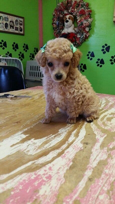 When it comes to how to groom a dog at home, we've got some tips that will help you. Groomed by lisa's dog grooming | Dog grooming, Dogs, Grooming