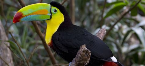Toucan Parrot Bird Tropical 53 Wallpapers Hd Desktop And Mobile