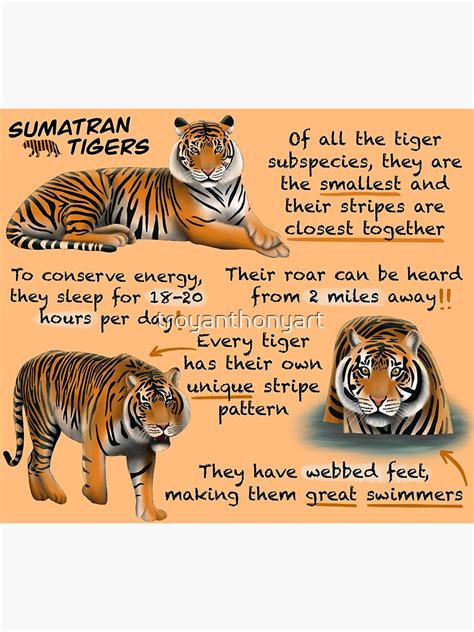 Sumatran Tigers Fun Facts Poster For Sale By Troyanthonyart Redbubble