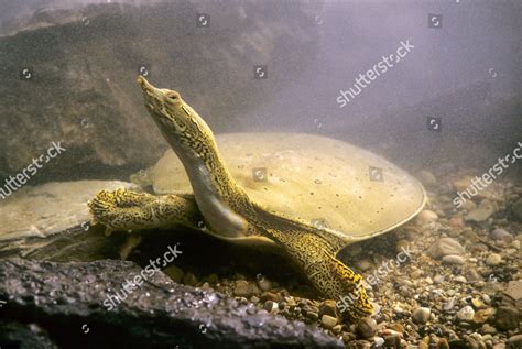 Spiny Softshell Turtle Apalone Spinifera Adult Editorial Stock Photo