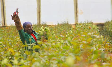 Valentine Growers The Future Looks Rosy For Fairtrade Flower Growers
