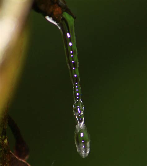 Dripping Water 4817 By Craigp Photography On Deviantart