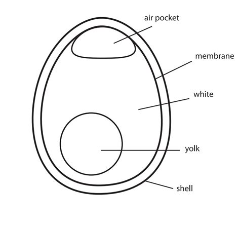 Parts Of An Egg Worksheet