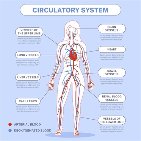 Sistema Circulatorio Infografia Anatomia Del Sistema Circulatorio Images