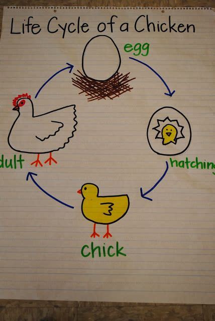 Animal Life Cycle Anchor Chart