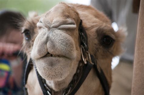 Camel Muzzle Free Stock Photo Public Domain Pictures