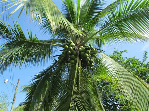 Nuts For Coconuts The Amazing Ways Of Consuming This Exotic Fruit