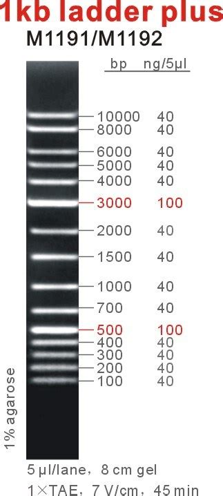 Trackit 1 Kb Plus Dna Ladder DNA Ladder 1KB Plus 0 1 10 Kb