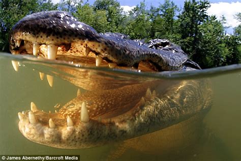 Foranimallover Swimming With Alligators Snap Happy Close Ups Captured
